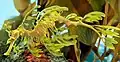 Leafy Seadragon