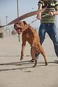 Pit bull terriers