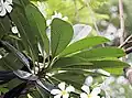 Leaves