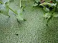 Common duckweed in Galicia, Spain