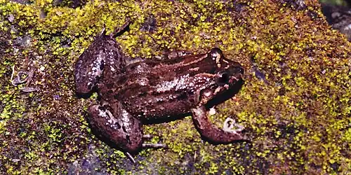 Sabinal Frog (Leptodactylus melanonotus) Municipality of Aldama, Tamaulipas, Mexico (3 June 2004).