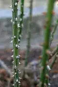 Prickles on rose stems