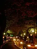 Sakura trees with paper lanterns in Tokyo.