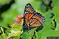 Viceroy