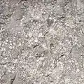 Closup view of an unpolished, gray limestone slab showing fossil shell and other inclusions.