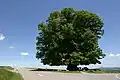 Linden tree by road