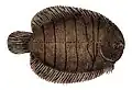The American soles are a family of flatfish found in both freshwater and marine environments of the Americas