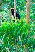 Nilgiri langur on the road from Vandiperiyar to Gavi