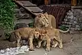 Lions Moscow zoo
