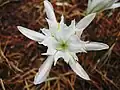 Sea daffodil