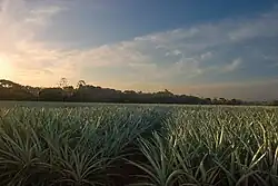 Pineapples in Sarapiquí