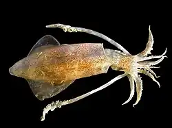 Photo of squid with 8 short arms and two longer tentacles