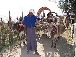 A man in Myanmar wearing a longyi skirt.