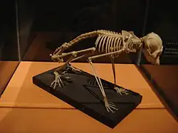 Slender loris