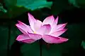 Lotus flower