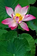 Lotus flower from the Mekong Delta, Vietnam