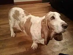 A short, white dog with brown spots, brown eyes, and a black nose