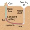 Simplified cross-section of a lugworm burrow