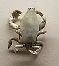 Lyreidus tridentatus, another crab