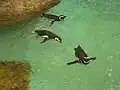 Magellanic Penguins at Potter Park Zoo