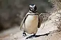 A Magellanic penguin, Valdes Peninsula, Argentina