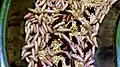 Different types of maggots.