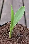 A maize seedling