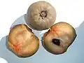 Sapodilla