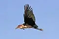 Marabou flying, Ethiopia