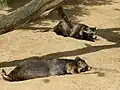 Raccoon dog (tanuki)
