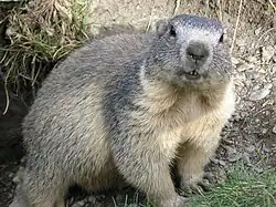 Alpine marmot