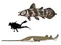 Axelrodichthys and Onchopristis