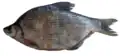 Megalobrama mantschuricus
