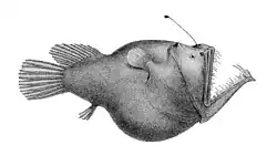 Melanocetus murrayi