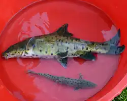 Mesopotamian barbel (Luciobarbus subquincunciatus)