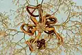 A basket star