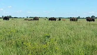 Bison at Midewin National Tallgrass Prairie
