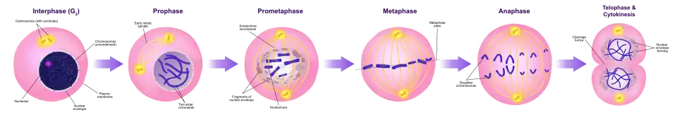 A diagram of the mitotic phases