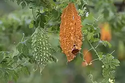 Ripe and unripe fruit on vine
