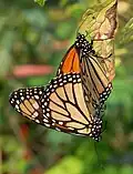 A mating pair of monarchs