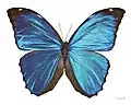 Butterfly, insect