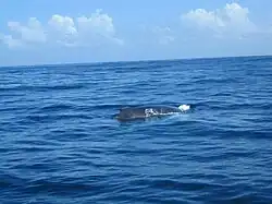 Whale in Samaná Bay