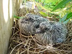 Two baby doves with sprouting feathers, sitting in a nest