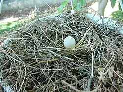 Single white egg in a nest of twigs