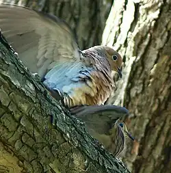 Two doves in a tree, male dove sitting on top of female, with wings flapping