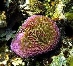 Mushroom coral