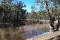 A view down the Murray River where every tree pictured is a river red gum.