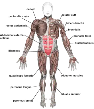 Skeletal muscles, viewed from the front