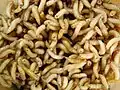 Maggots.