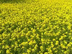 Bangladeshi mustard plants